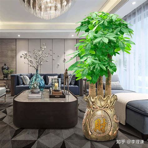 风水树有哪些_常见宅院风水树有哪些,第14张 风水树有哪些_常见宅院风水树有哪些,第14张